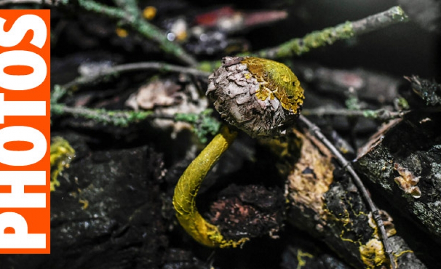 BLOB, l'être vivant le plus mystérieux du monde: ni animal, ni végétal, ni champignon, avec des propriétés incroyables