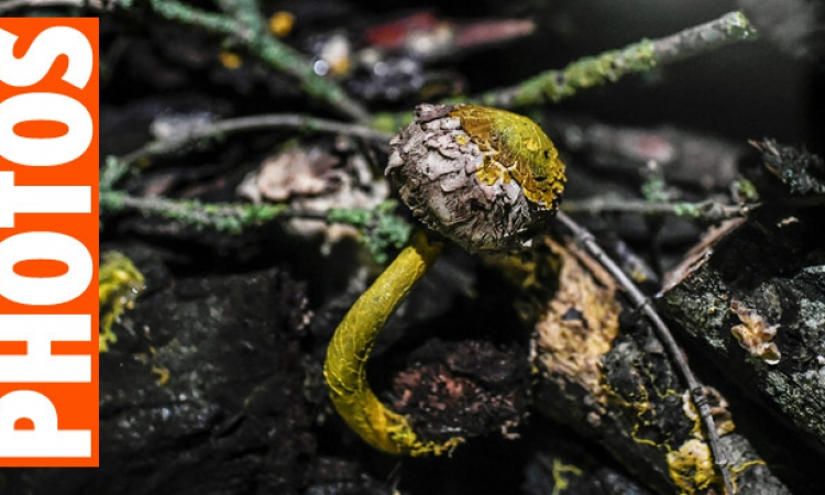 BLOB, l'être vivant le plus mystérieux du monde: ni animal, ni végétal, ni champignon, avec des propriétés incroyables