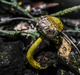 BLOB, l'être vivant le plus mystérieux du monde: ni animal, ni végétal, ni champignon, avec des propriétés incroyables